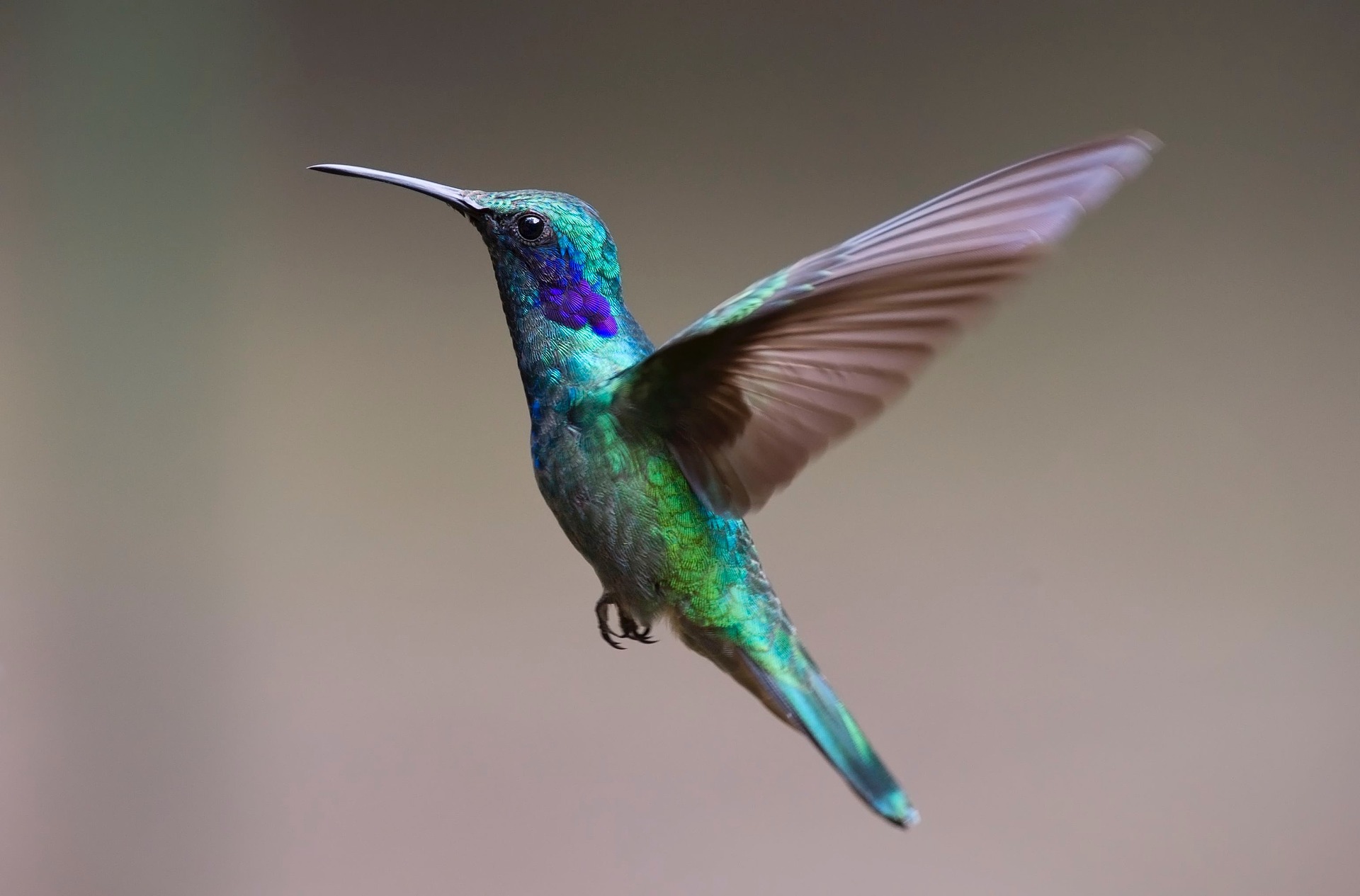 google-hummingbird